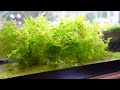 How to Breed Gold Barbs and Raise Fry Fast!