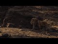 The Lion King (2019) Simba Talks to Mufasa & Running Through Desert | Tank