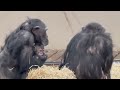 Baby chimpanzees with their Mother - Part 8