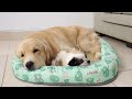 What a Golden Retriever Does When He Finds a Sleeping Puppy