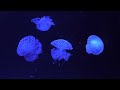 DEEP SEA CREATURES: Ocean Animals 60FPS 8K VIDEO ULTRA HD - Best Documentary #8K
