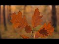 SE Oklahoma Foliage 2022 - Cinematic Aerial