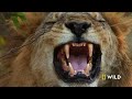 Lion Uprising: First Blood in the Fight for Territory (Full Episode) | Savage Kingdom