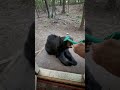 Giving A Black Bear Head Scratches || ViralHog