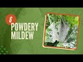 Organically Remove Aphids, Thrips, Cutworm, Cabbageworms, Mealybugs, Powdery Milldew #garden #pests