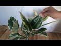 How to take care of Ficus Elastica 