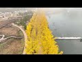 EP51. 괴산 핫플레이스 여행지 은행나무가 노랗게 물든 문광저수지 둘레길 / Mungwang Reservoir with Ginkgo Tree Yellow