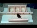 How small a hole can a mouse get through?  Experiments.