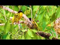 4K Colorful Weaver - Beautiful Birds Sound in the Forest | Bird Melodies