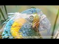 Blue Throated macaw  (Ara Glaucogularis)