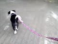 Dog walking too naughty