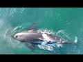 Orca Killer Whale Hunt Sea Lion FULL