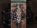 A dragon's bones was found in China.