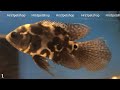 15 Amazing Types Of  Oscar Fish, Rare And Commen Oscar Fish A to Z