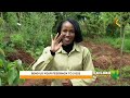 K24 TV LIVE| FOCUS ON SYNTROPIC AGROFORESTRY FARMING. #kilimonabiashara