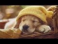 12 Hours Of Relaxing Music For Anxious Dogs 🐶 The Best Anti-Anxiety Music For Dogs!