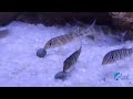 Botia Zebra Loach fish!! Aquarium fish in bangladesh !!🐟🐟