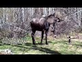 Crazy Moose ALMOST tries to attack me and my family!