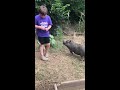 9 year old kid teaching mini potbelly pigs to do tricks!!!