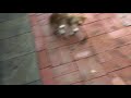 Kitty playing/short video