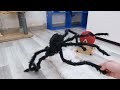 Cats and giant black spiders 😂 Funniest Cats 2024