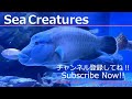 【4K Japan Aquarium】Arabian angelfish【Subscribe Now】