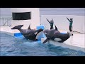 【ハプニング】ダブルリフトでまさかの転落・・・ 鴨川シーワールド シャチショー KamogawaSeaWorld  orca killerwhale