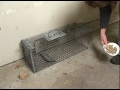How to set a Feral Cat Trap