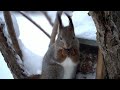 Orava ruokinnalla video, A7RM5+200 600mm 2024 03 17