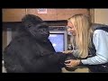 A Conversation With Koko