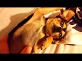 Cute Chihuahua belly rub. Ney Ney