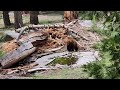 Meeting a Bear on a Hike. What to do? #bearattck #bhalu #youtubevideo #animals #wow #like #travel