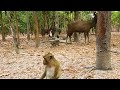 primate always play funny with deer - so lovely