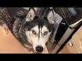 Arguing With My Husky About My Mum!