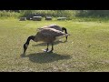 Goose couple in the meadow/ASMR/Nature Sounds