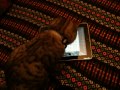 O meu Gato e o iPad