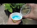 How to propagate hydrangeas in plastic bottles from leaves