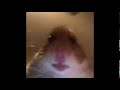 FAZE HAMSTER