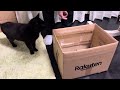 [猫びっくり]初めて見た黒猫に腰を抜かす猫Cat Surprise. A cat is shocked by a strange black cat.
