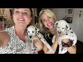 Mother_of_Dalmatians_ and Doctor Lindsay Interview | Should YOU OWN a Dalmatian?