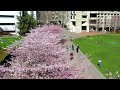 Spring is here! Check out WWU's cherry blossoms