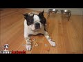 Funniest Boston Terrier Videos Compilation 2017 - Funny Dogs Video