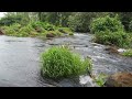 Amazing Tropical Forest River,Sound of Flowing River, The Sound of Birds Chirping for Stress Relief