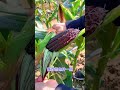 Brown Red Corn Freshly Harvested Satisfying Fruit Cutting in Our Garden, #fruits #fruitgardening2023