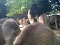 Kangaroos 2.avi