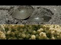 Once a Spawn a Time: Horseshoe Crabs Mob the Beach | Deep Look