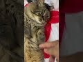 Chubby Cute Cat#shorts #shortvideo #trending