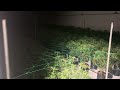 Drip Irrigation and Athena Nutrients