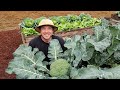 How to Harvest Broccoli 🥦|Avoid These 3 Costly Mistakes!|