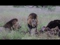LION BROTHERS SHARING A MEAL in Kruger National Park South Africa